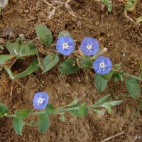 Evolvulus alsinoides (L.) L.